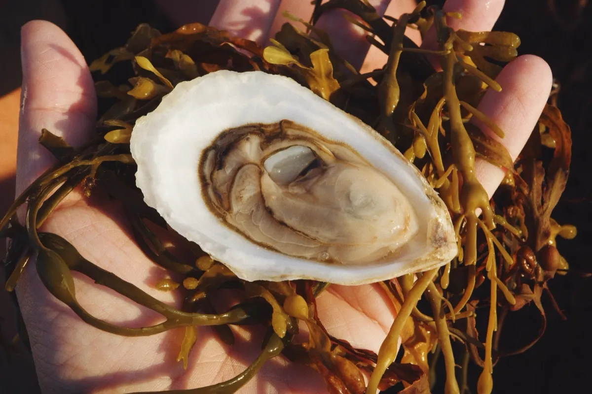 A freshly shucked Sturdivant Island oyster held in hand on a bed of rockweed