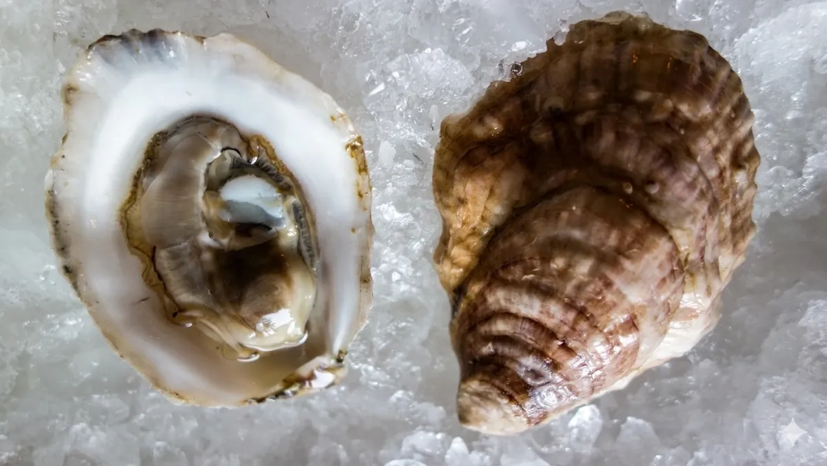 Sturdivant Island oysters on ice — one shucked, one whole in the shell
